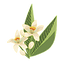 Orange Flower