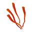 Saffron