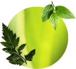 Familia de Fragancias - Herbal